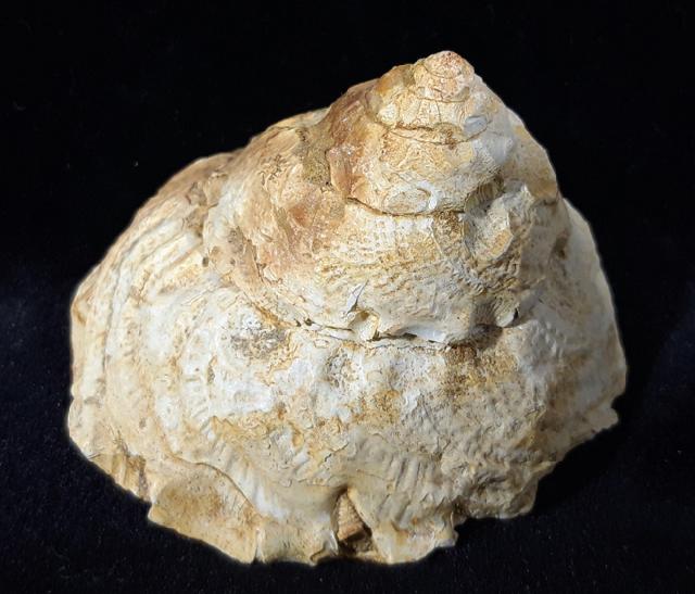 Xenophora agglutinans LAMARCK 1804 - Bild © FossNet FossilienStore